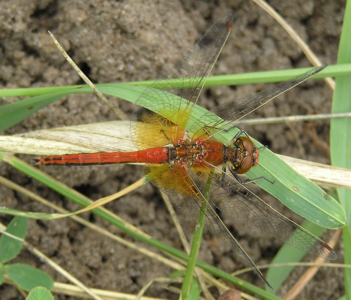 Gefleckte Heidelibelle, Sympetrum flaveolum